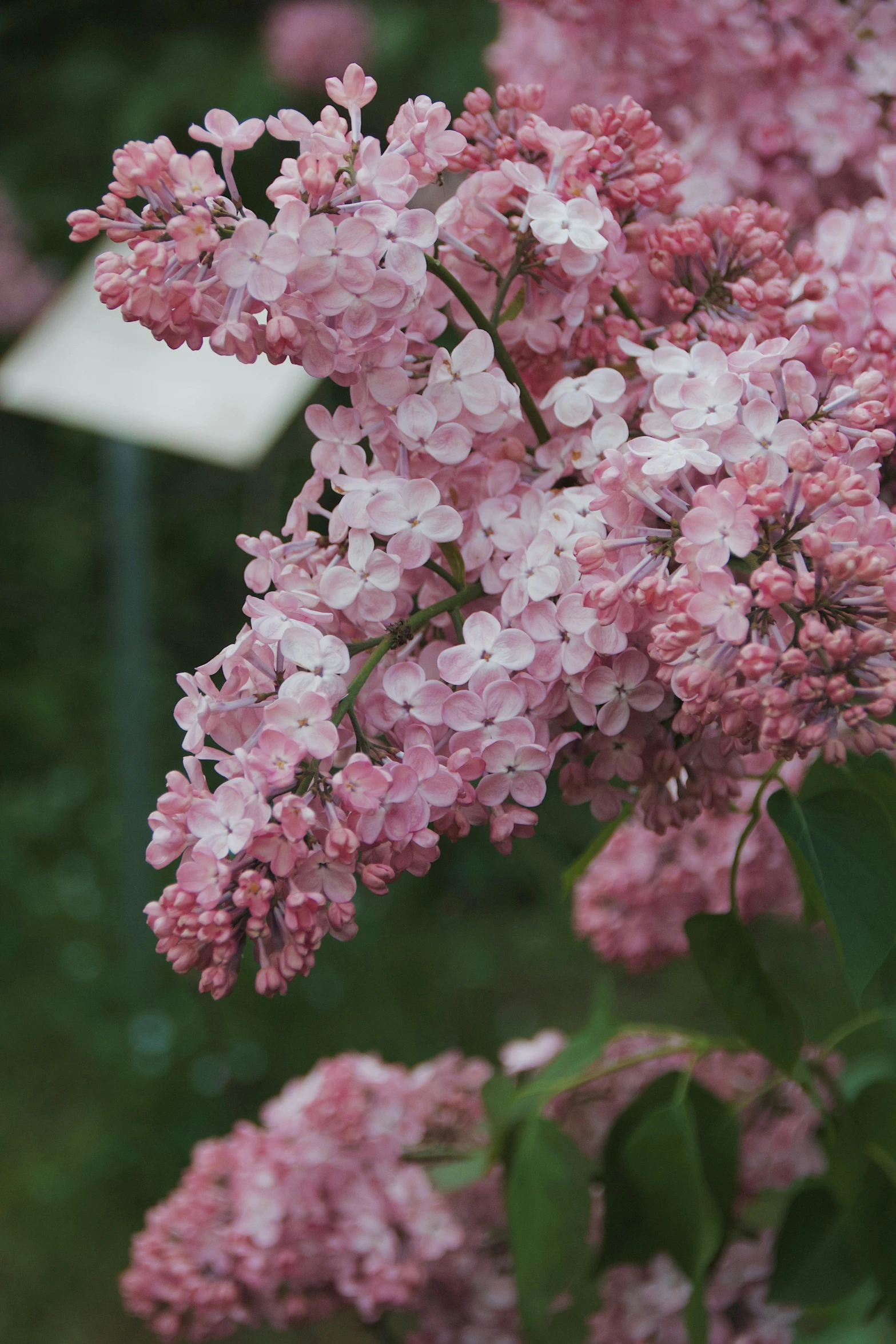 the flowers are blooming very pretty in the garden