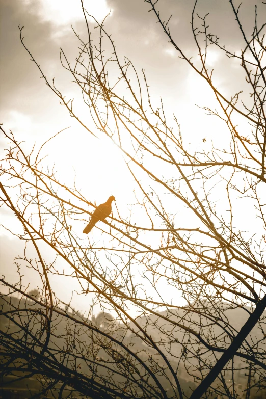 a bird is perched on top of the nch