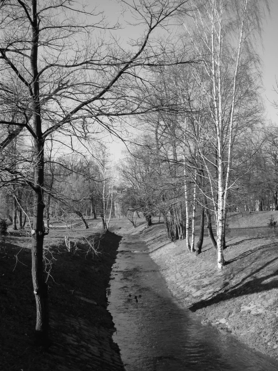 black and white pograph of trees and the road leading to them