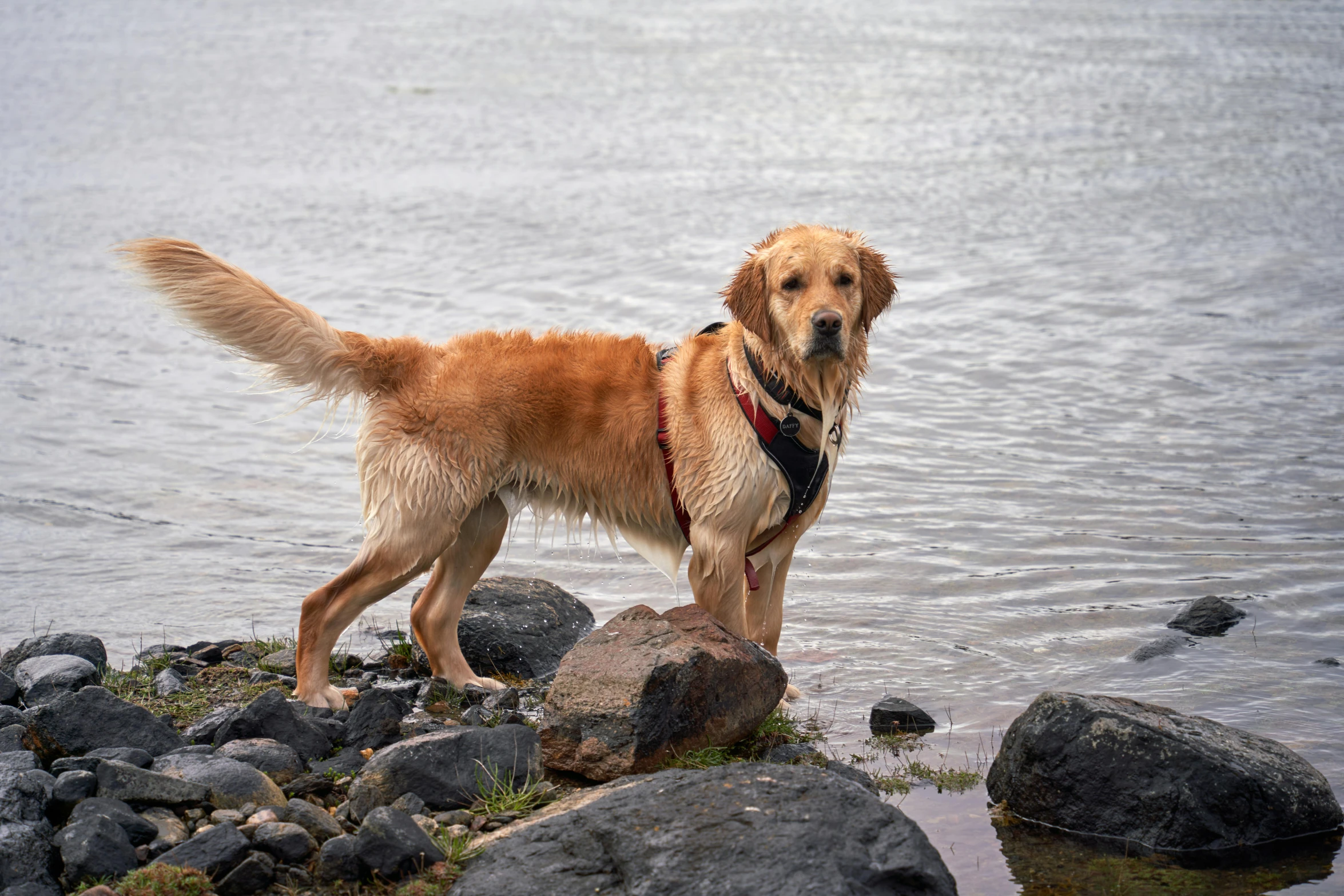 dog in harness standing on rocky shore near body of water