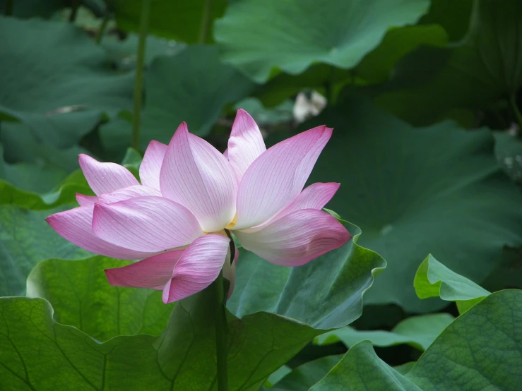 a large pink flower with leaves around it