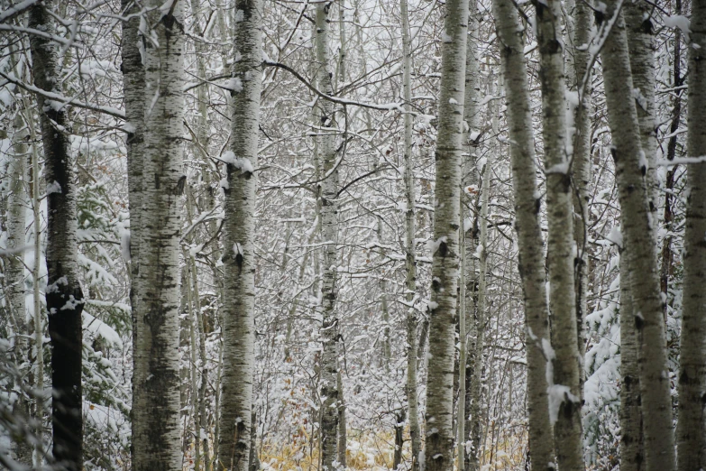 a grove of trees with snow in winter