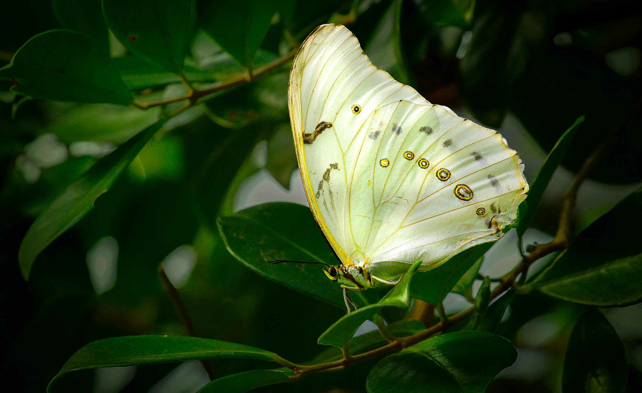 a erfly resting on some leaves in a tree