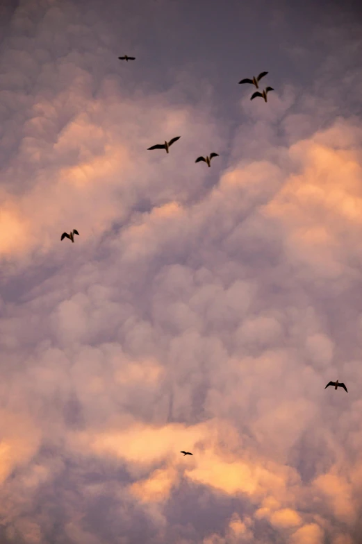 a flock of birds flying into the air