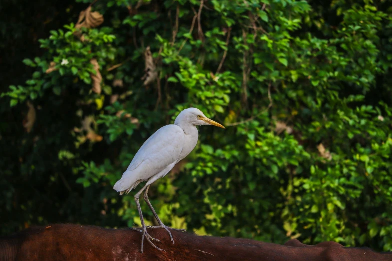 the white bird is standing on the back of the horse