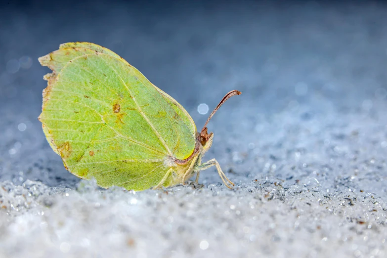 a close up of a yellow erfly on a grey background