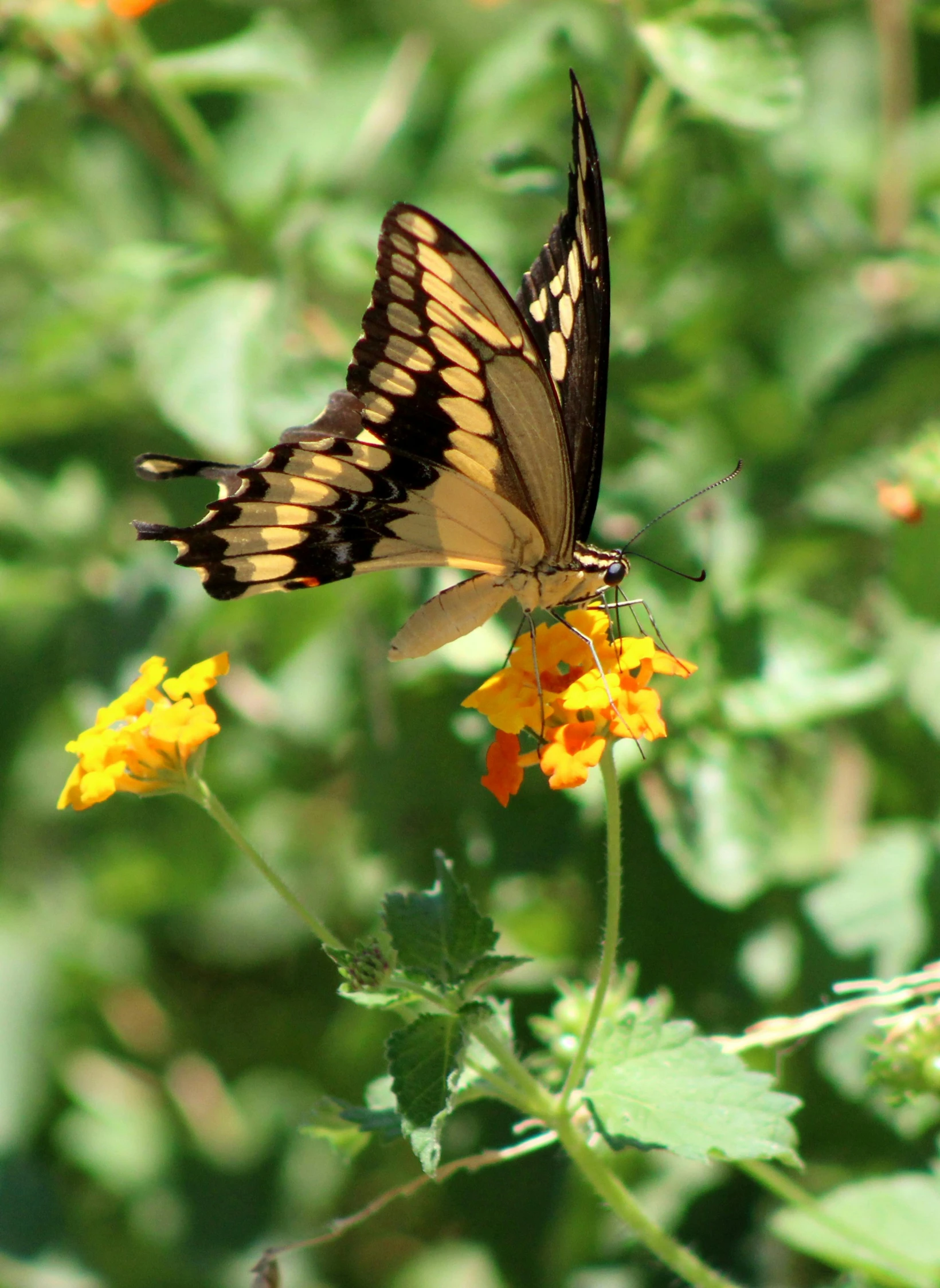 this erfly is sitting on the yellow flowers