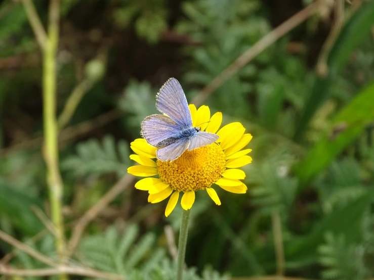 a erfly perched on the tip of a yellow flower