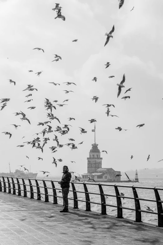 a large flock of birds are flying over a man