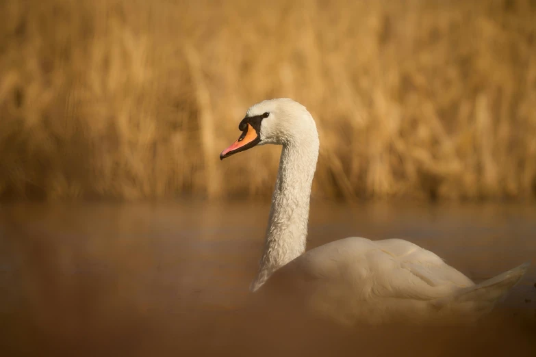 a white swan with long bill swimming in the water