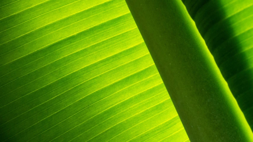 green leaf with thin lines and vertical folds