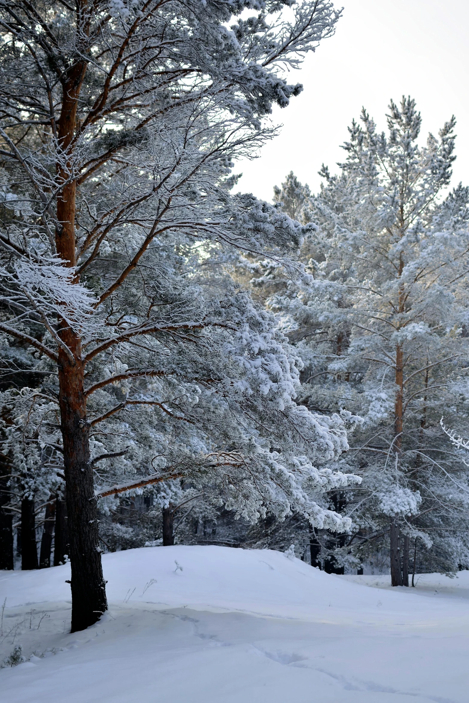 a bunch of snow in the middle of the woods