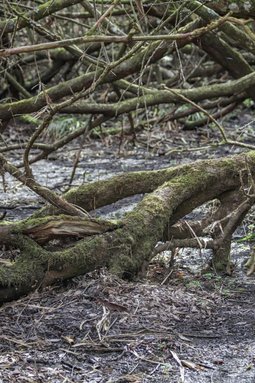 there is a fallen tree and another animal on the ground