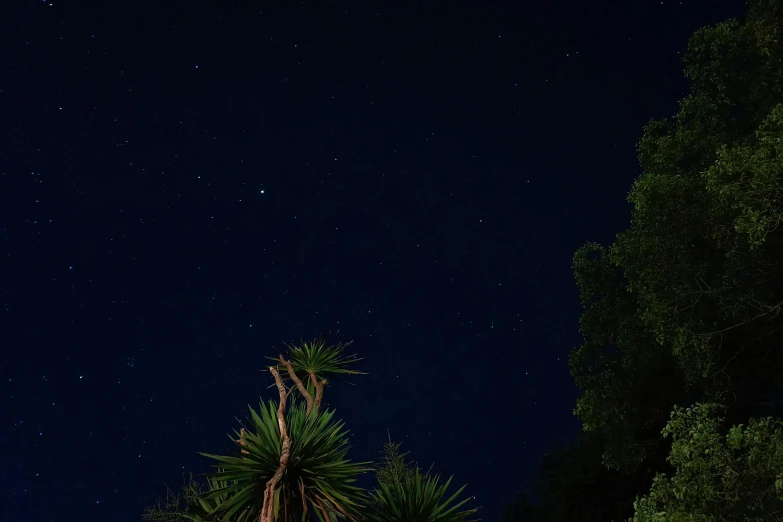 a tree at night in the forest, with lights on