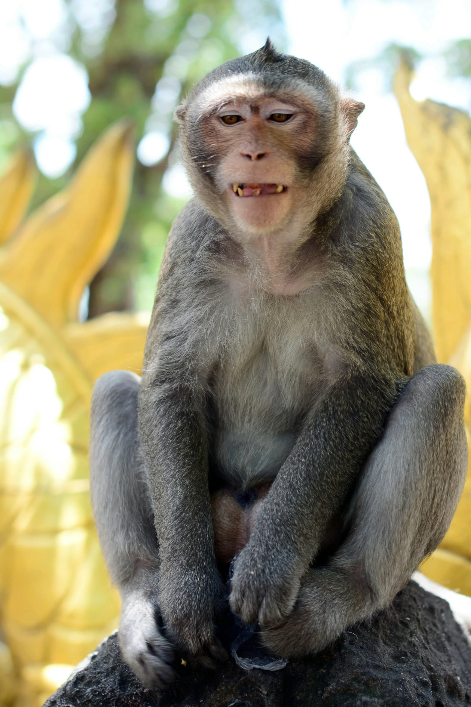 a small monkey with a bite out of his mouth