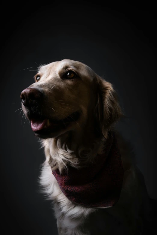 a dog is standing in the dark wearing a neck tie