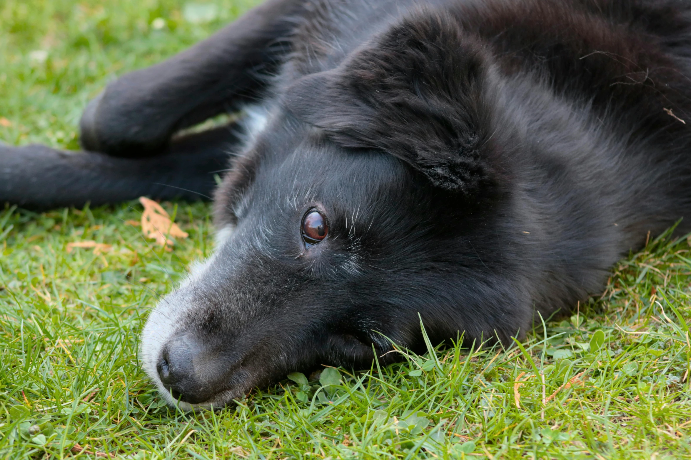 the black dog is lying on the green grass