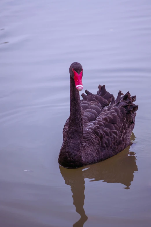 a black duck swimming on top of a lake