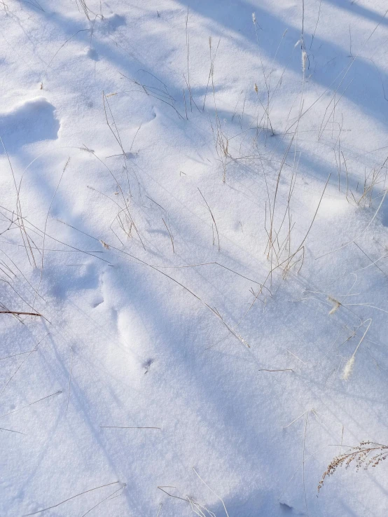 a white bird is standing in the snow