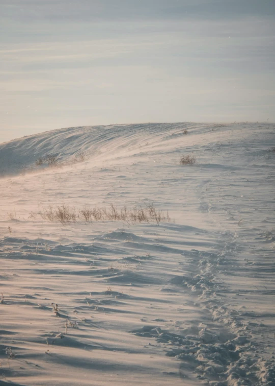 an animal that is standing in the snow