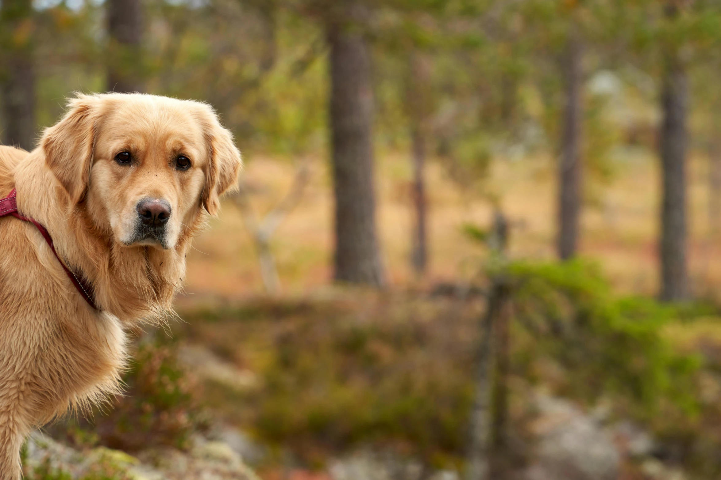 a dog is standing next to trees