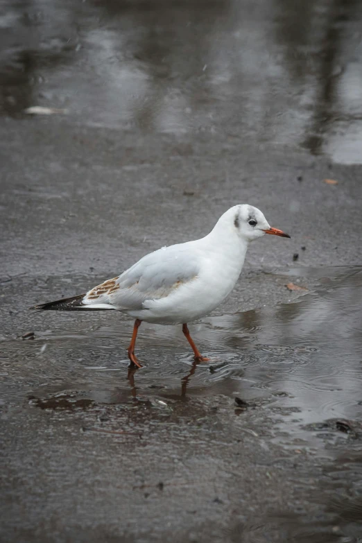 a white bird with a brown beak standing in the rain