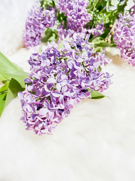 a bunch of lilac flowers with green leaves