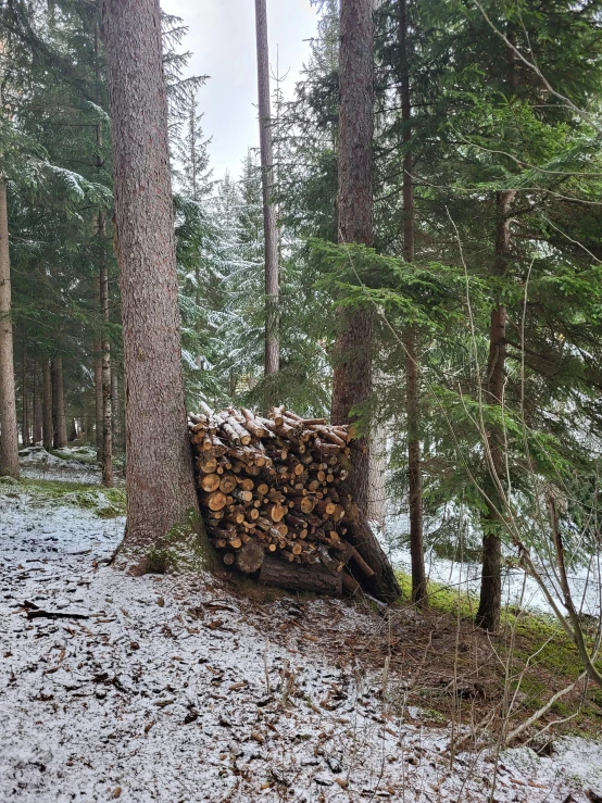 a tree log sitting next to a bunch of trees