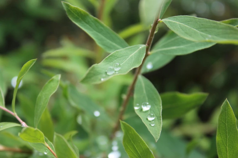 water drops hanging from the top of leaves