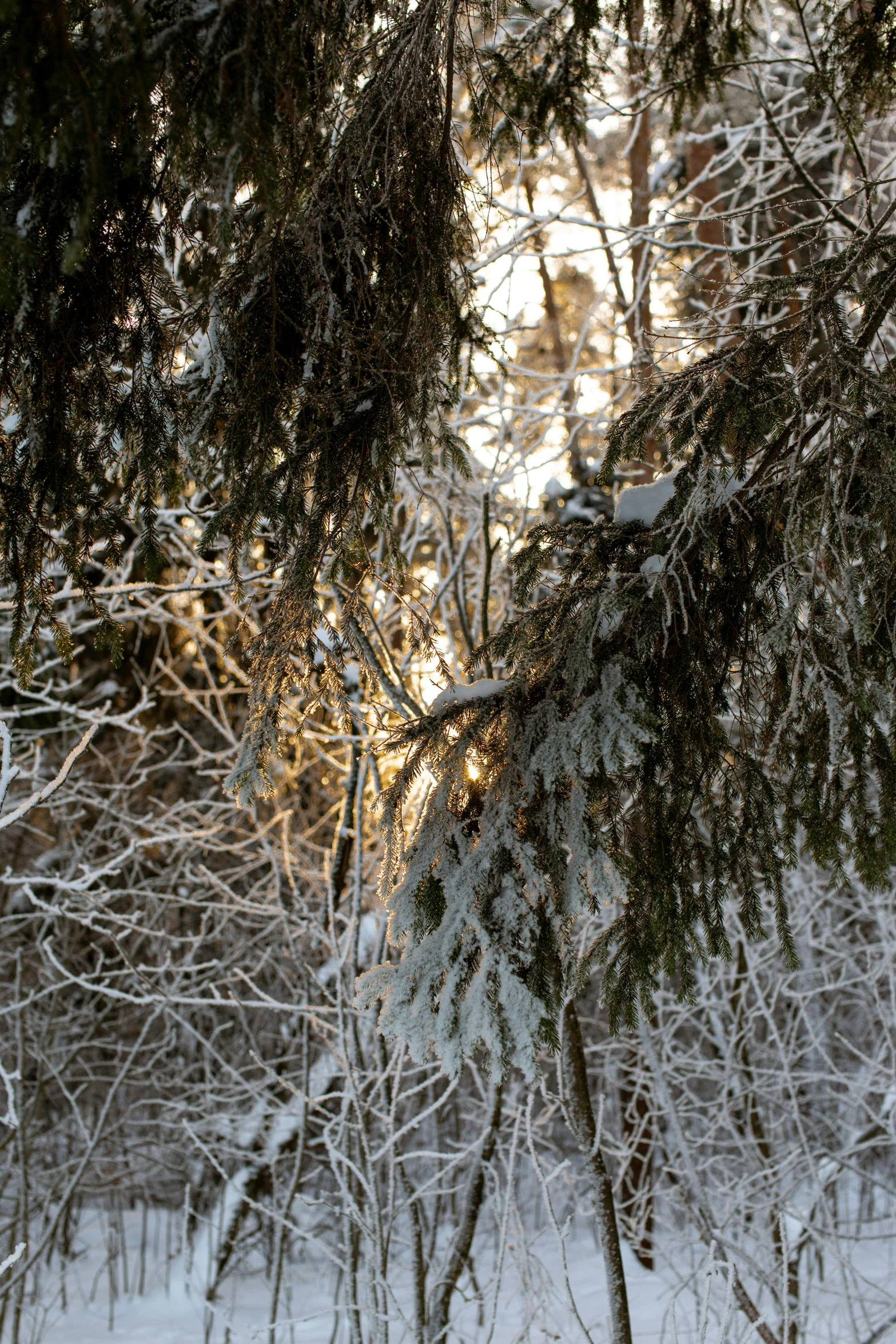 the nches of some trees that are covered in snow