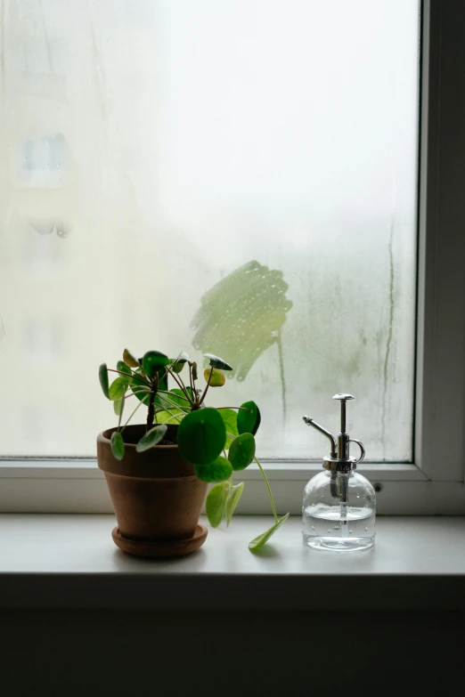 two small plants are on a window sill