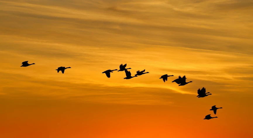 birds flying in formation on a yellow and purple sky
