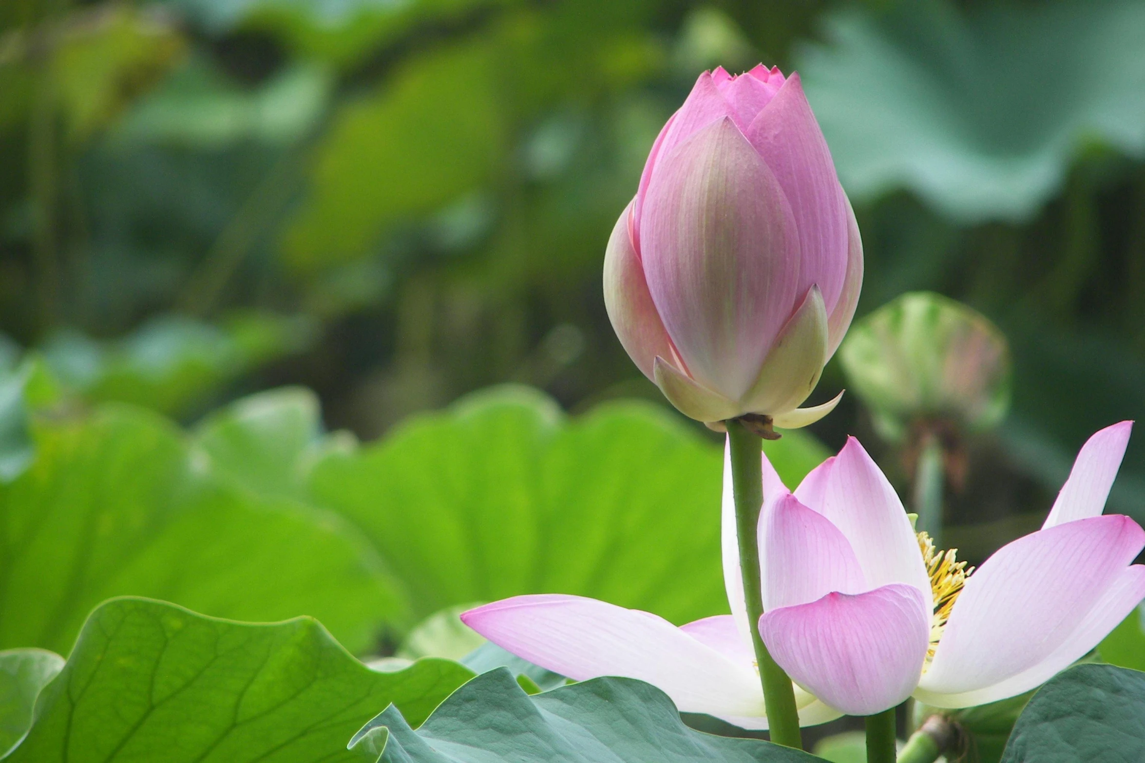 two lotuses sitting in a pond with green leaves