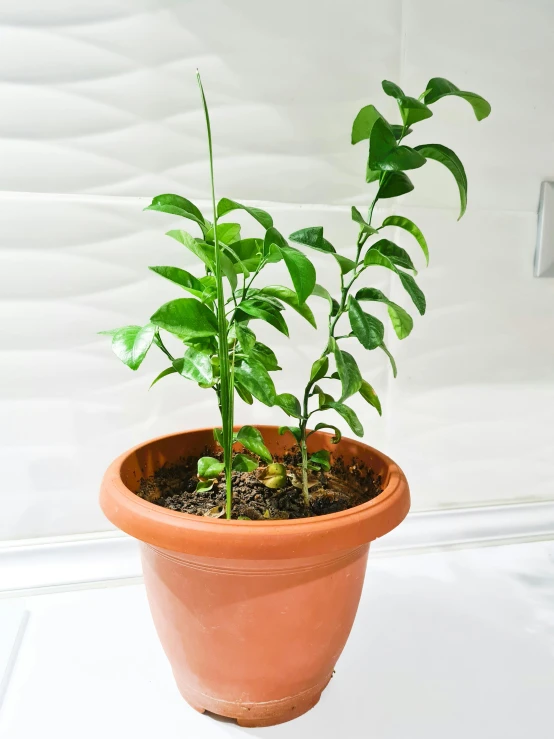 small plant with potted top of it and white background