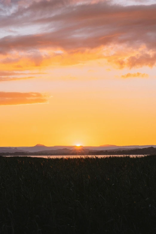 a sunset or sunrise over a marsh grass field with birds flying