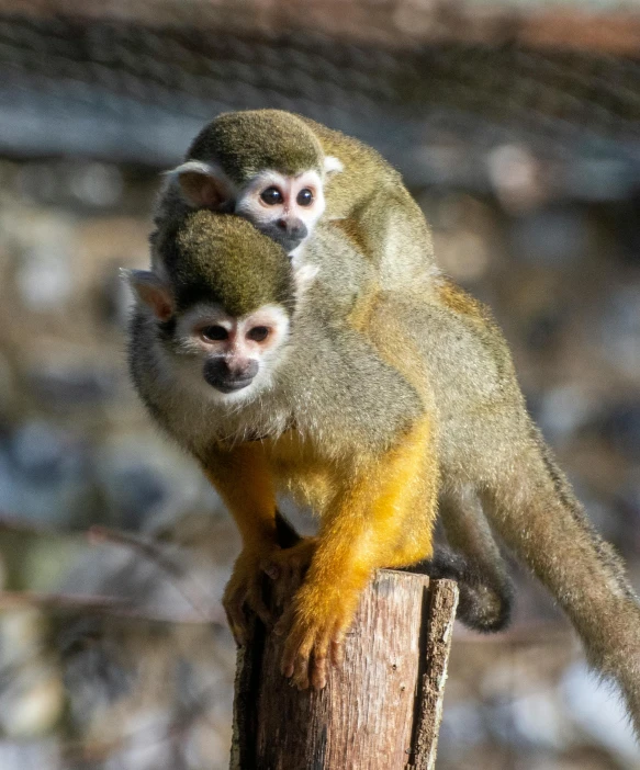 two small animals sitting on top of a wooden post