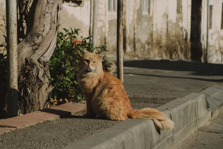 an orange cat is sitting in the street