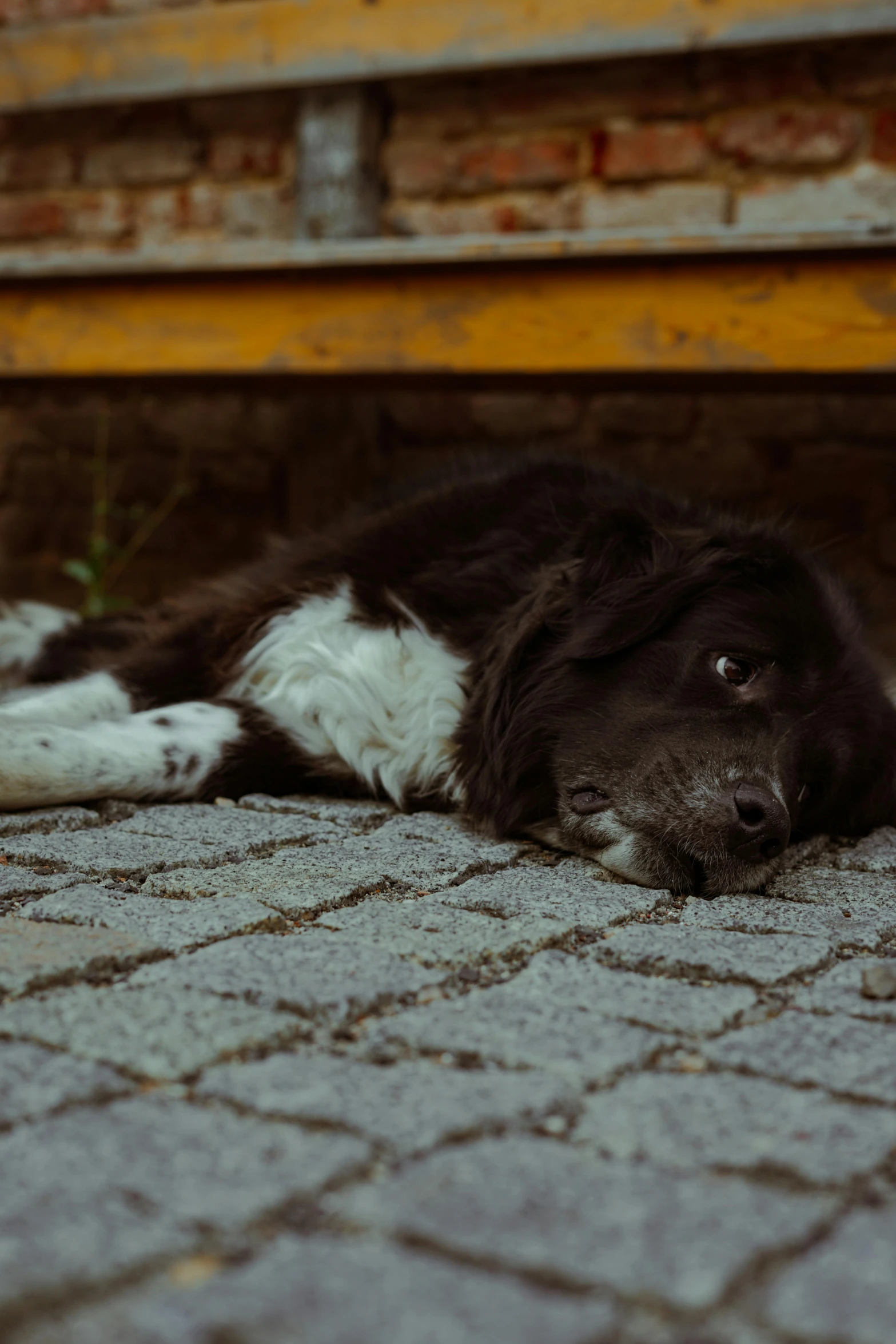 a large black and white dog sitting under a bench