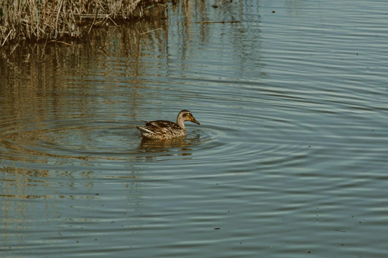 a small bird swimming in the water