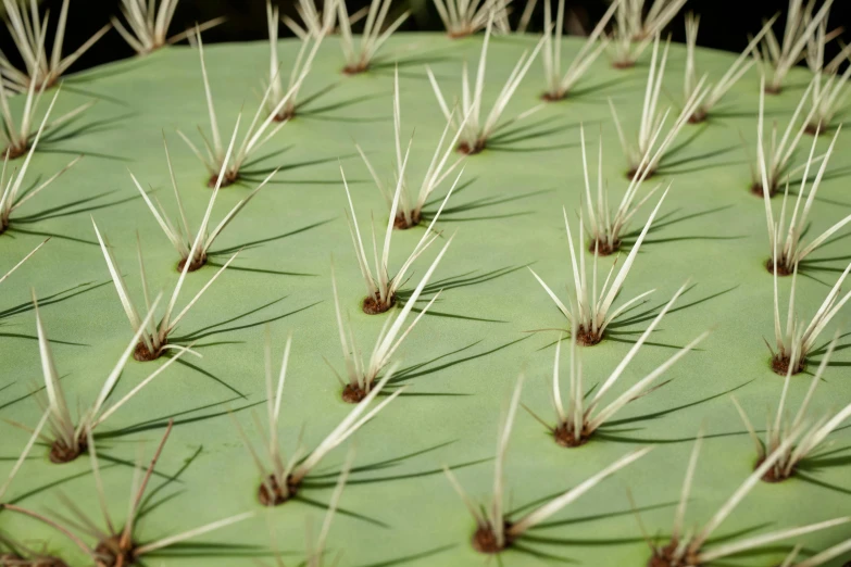 a green plant with thin needles and no leaves