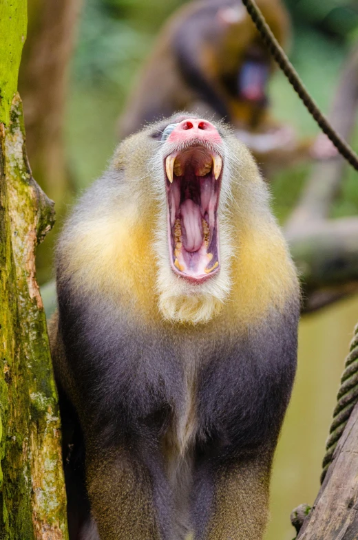 monkey with open mouth and head showing teeth