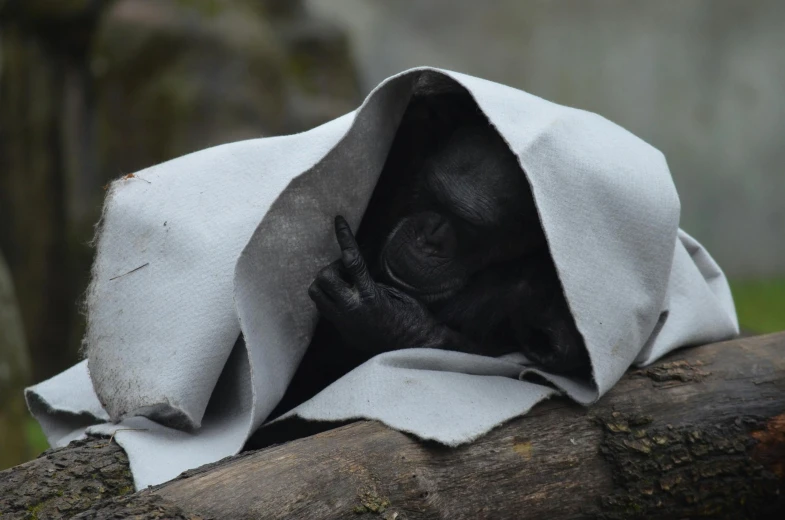 there is a black and white gorilla hiding under the blanket