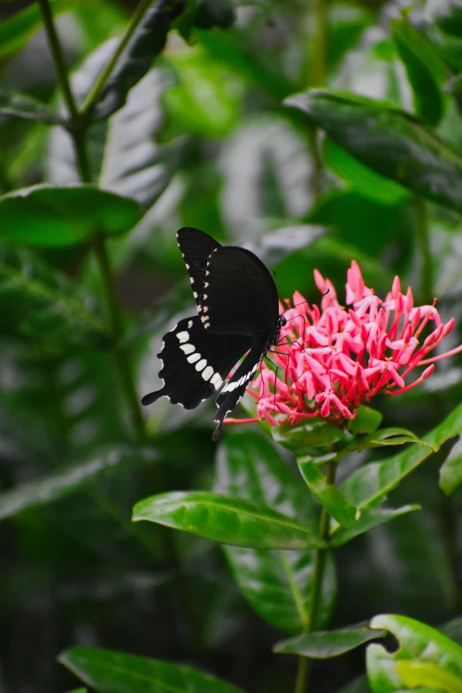 a erfly with black wings sits on a red flower
