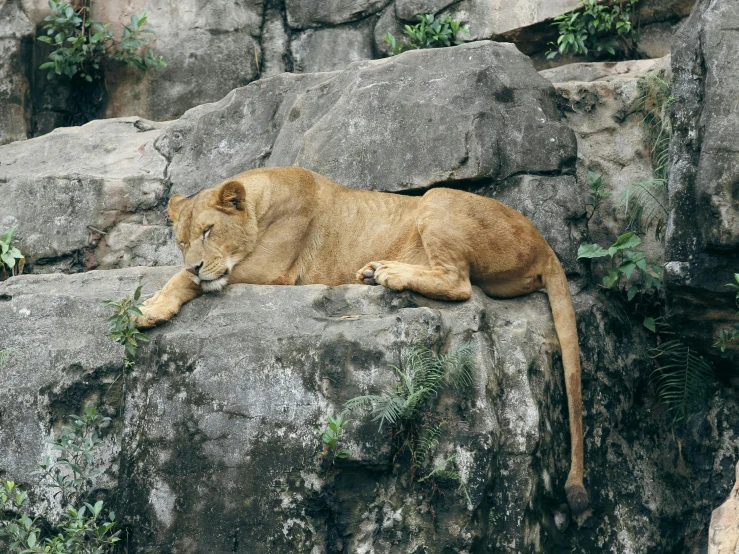 a lion resting on top of a rock wall