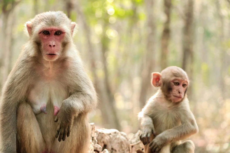 two monkeys standing next to each other in the woods