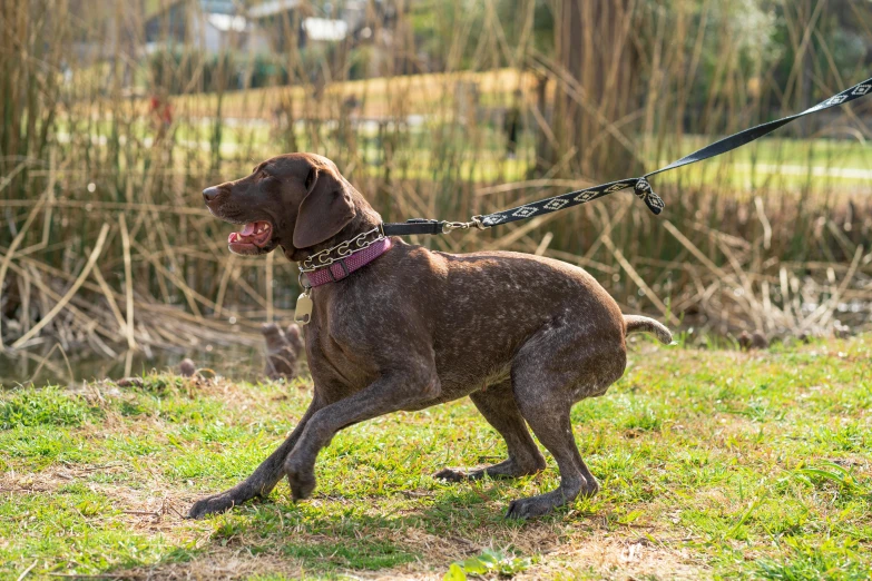 a dog with its tongue out walking on a leash