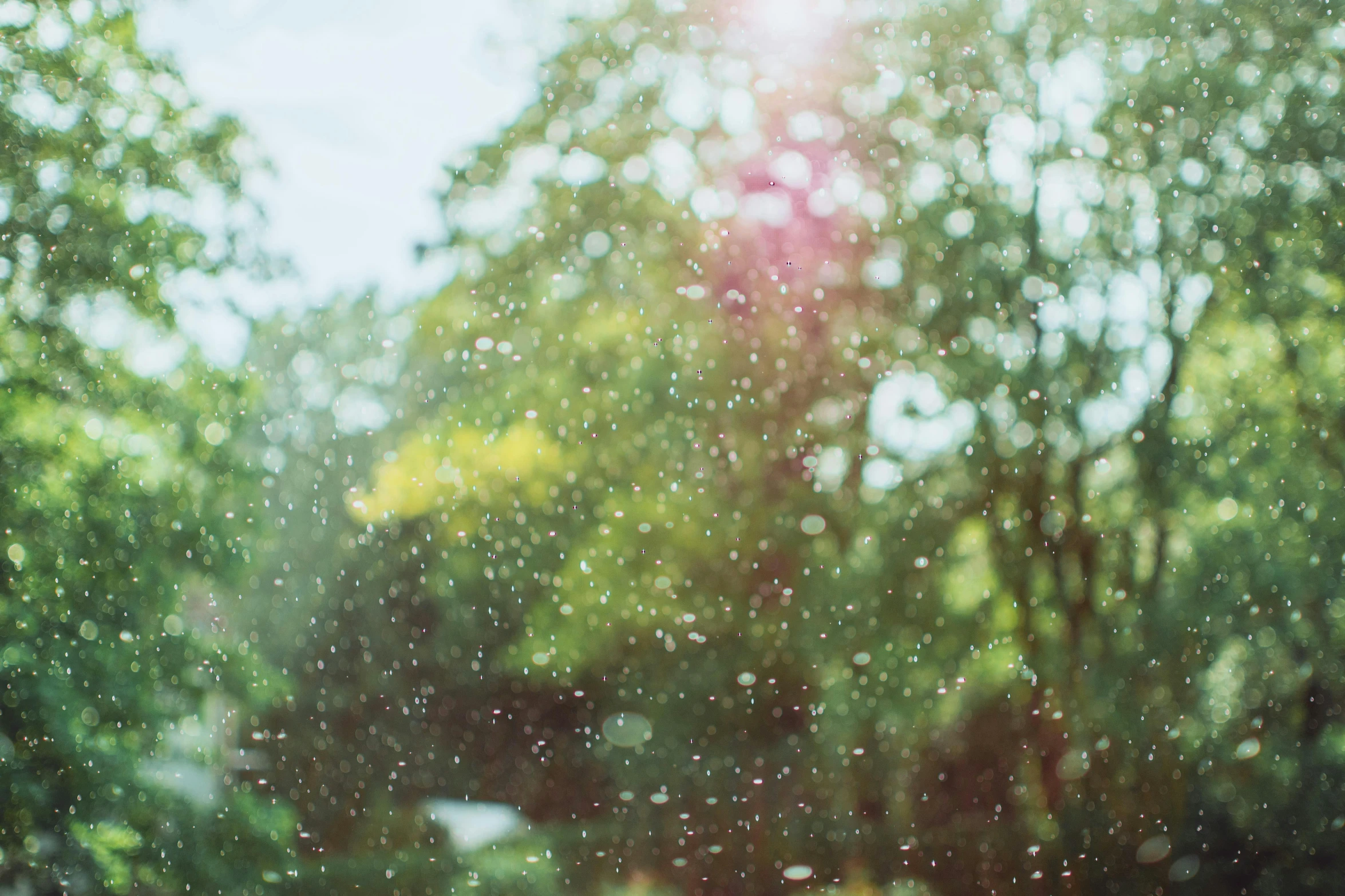 the sun shining through the rain covered trees