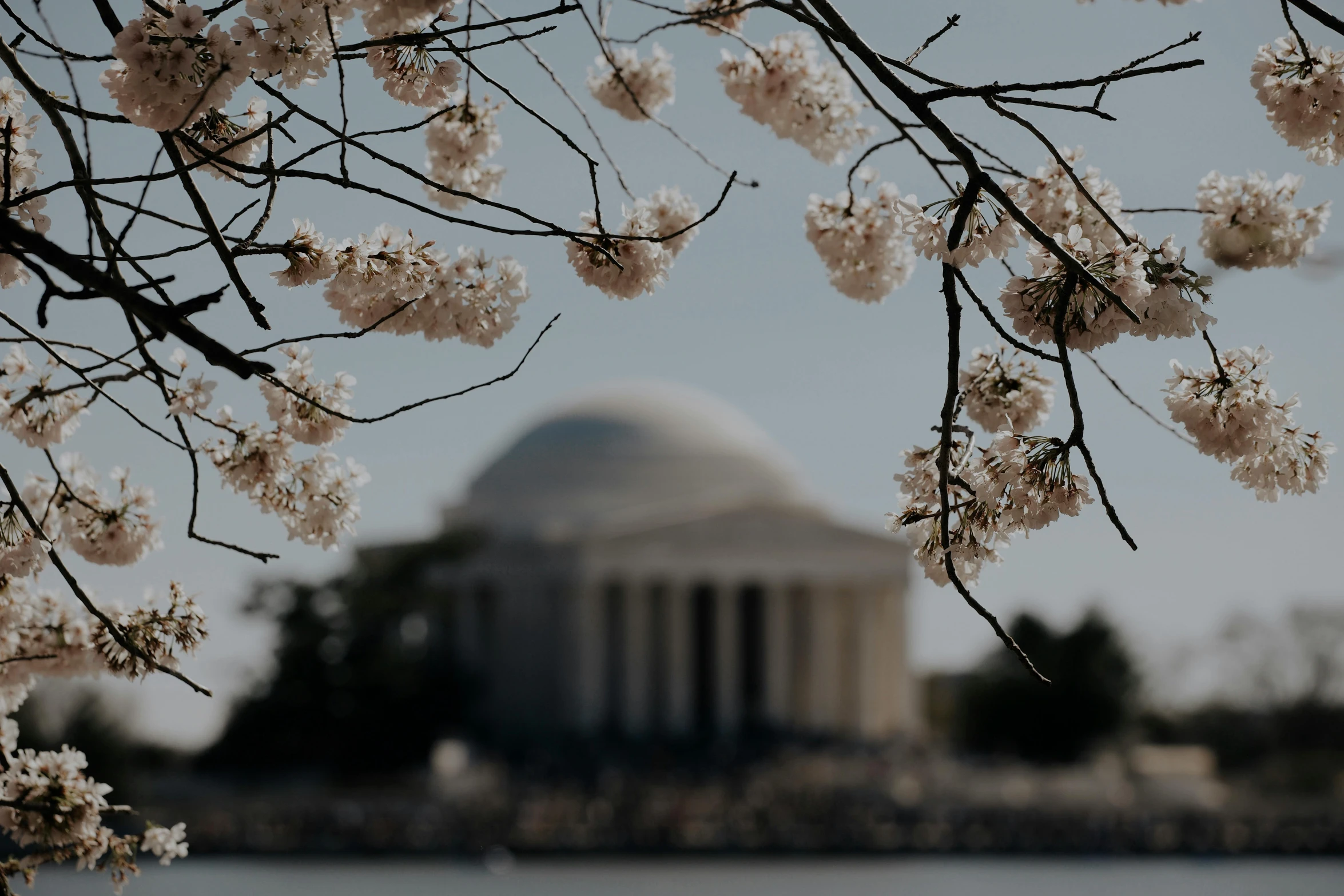 a picture with some cherry blossoms hanging by a building