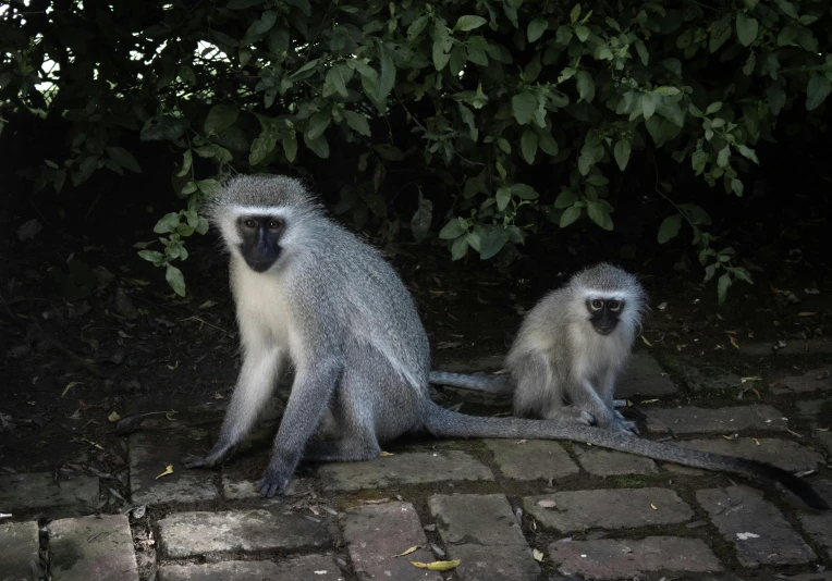 three monkeys sitting on cobblestones near trees
