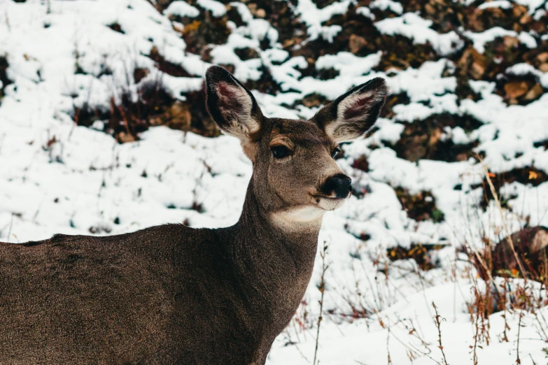 the head of a mule in a snowy landscape